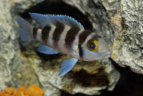 NEOLAMPROLOGUS TRETOCEPHALUS